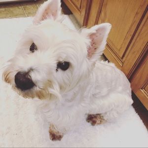 Meet your Posher, Julie